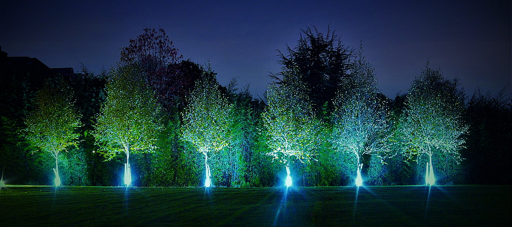 Silver Birch Lighting in Surrey