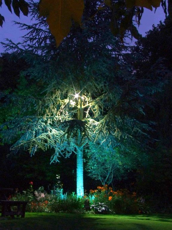 Tree lighting on pine